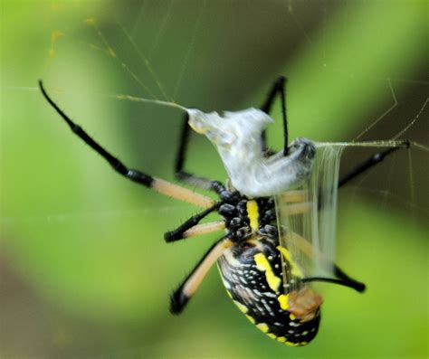 The Life of Animals: Yellow Garden Spider