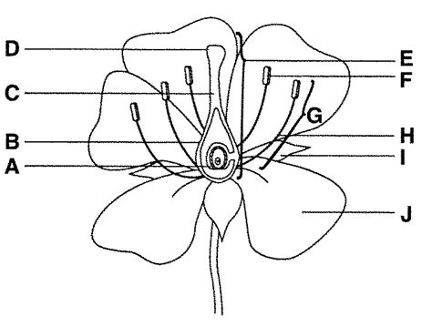 Parts Of Flower Diagram Without Label