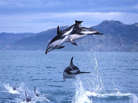 Whale Watch Kaikoura