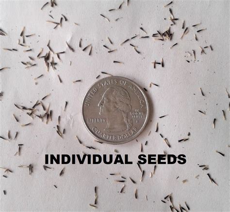 Black-Eyed Susan Seeds, Open Pollinated and Non-GMO, 10,000 Seeds