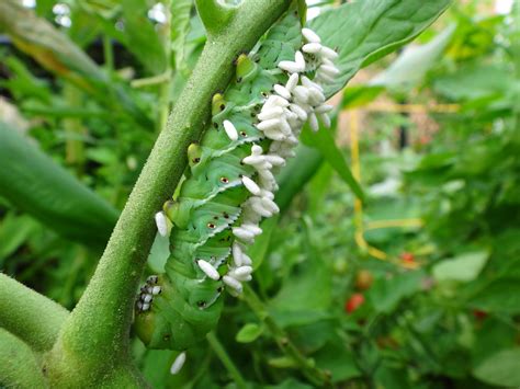 Tomato hornworm with parasitic wasp larvae cocooned after eating the caterpillar from the inside ...