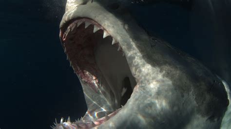 Shark Week 2019 free livestream: How to watch online, schedule, lineup ...