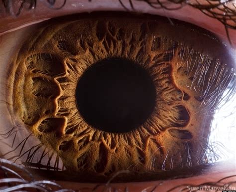 Eye Photos By Suren Manvelyan Reveal The Surprising Details Of The ...