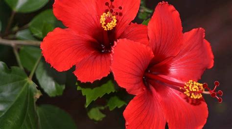 Wintering Hibiscus Indoors: Winter Care For Hibiscus