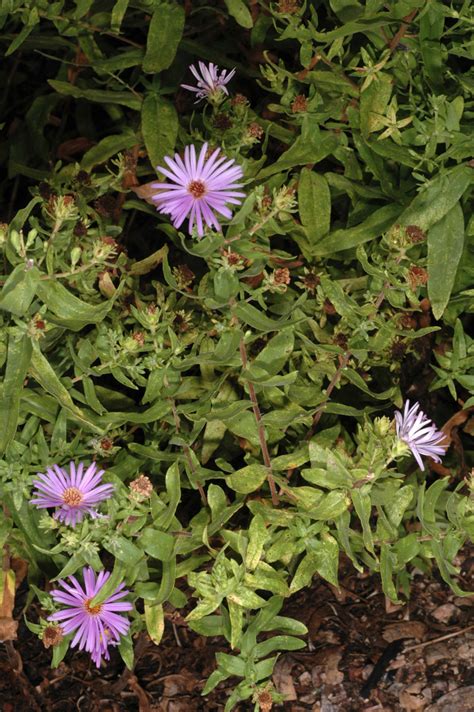 Symphyotrichum oblongifolium (Asteraceae) image 112055 at PhytoImages ...