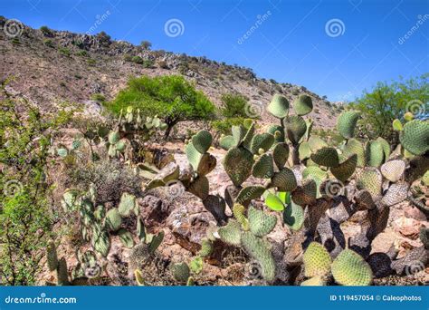 Landscape of the Mexican Desert Stock Photo - Image of ahualulco ...