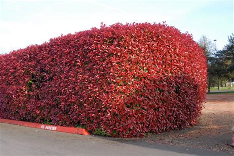 Photinia x fraseri (Fraser Photinia, Fraser's Photinia, Red-Tip Photinia) | North Carolina ...