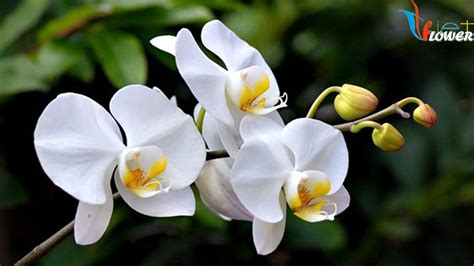 Ý nghĩa hoa phong lan - Orchid