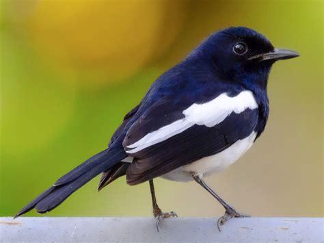 Philippine Magpie-Robin - eBird