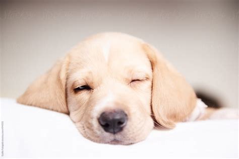 "Cute Puppy Sleeping On Bed" by Stocksy Contributor "Guille Faingold ...