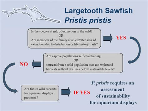 A new approach for the identification of elasmobranch species displayed ...