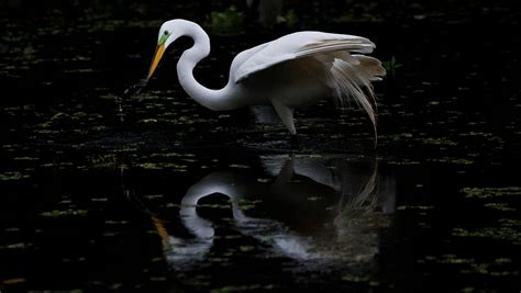 Ecologists hopeful after strong year for Everglades wading birds