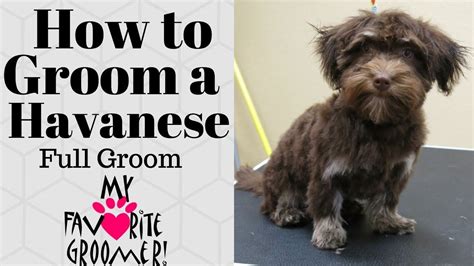 How Do You Cut A Havanese Dogs Hair