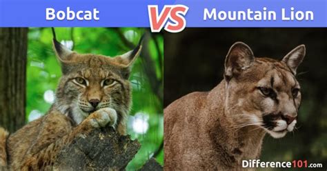 🐆 Bobcat vs Mountain Lion: 5 Key Differences, Pros & Cons | Difference 101