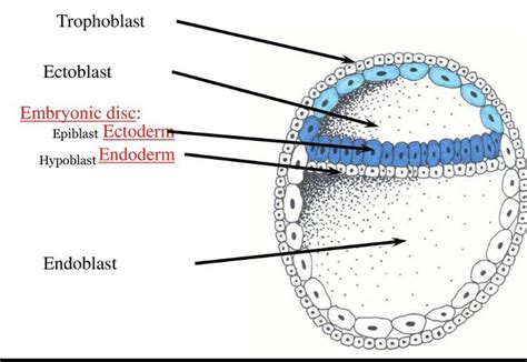 Notes on general embryology Gastrulation (Week 3 of development : Trilaminar germ disc embryo ...