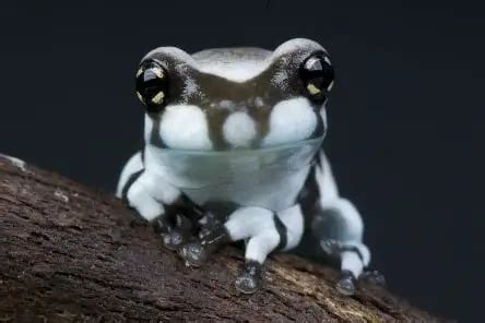 Amazon Milk Frog Care Sheet | Reptiles' Cove