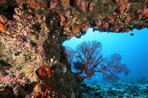 Scuba divers offer local experiences – Bundaberg Now