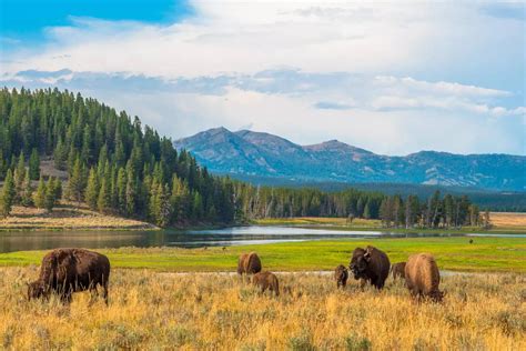 Yellowstone National Park: Unparalleled treasures of Yellowstone National Park, world's first ...