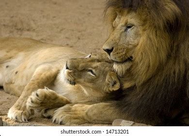 Lion Couple Stock Photo 14713201 | Shutterstock