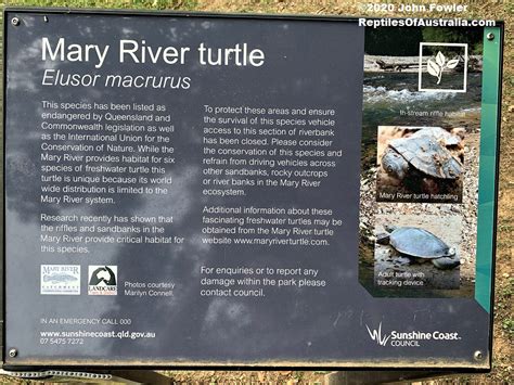 Mary River Turtle Elusor (=Elusior) macrurus (=macruros)