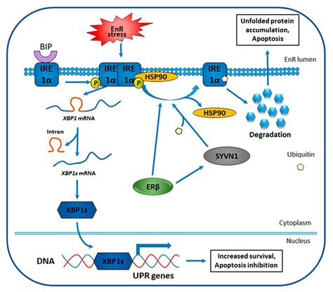 Cancers | Free Full-Text | Insights into the Role of Estrogen Receptor β in Triple-Negative ...