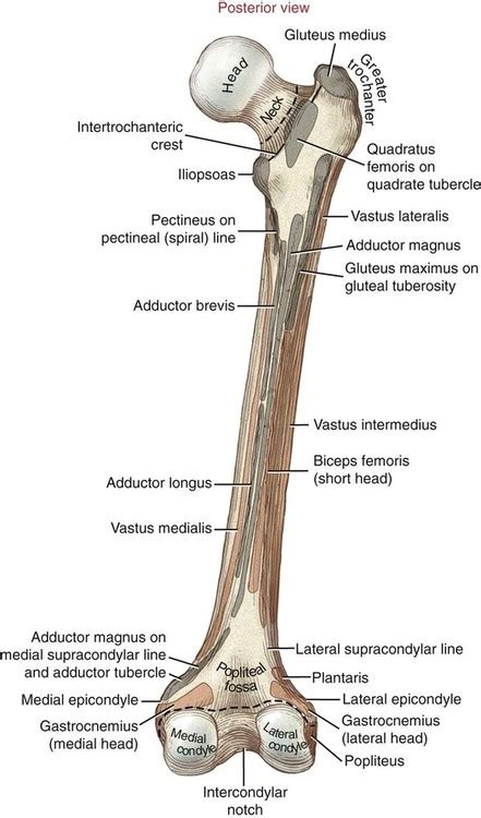 Where Is Quadrate Tubercle