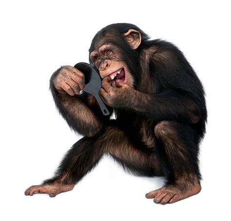 Best Laughing Monkey Stock Photos, Pictures & Royalty-Free Images - iStock