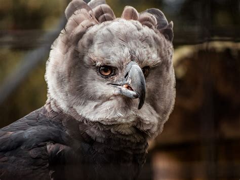 How Big Are Harpy Eagles? (Wingspan + Size) | Birdfact