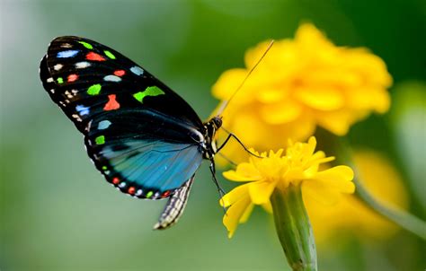 Green Butterfly Wallpaper (65+ pictures)