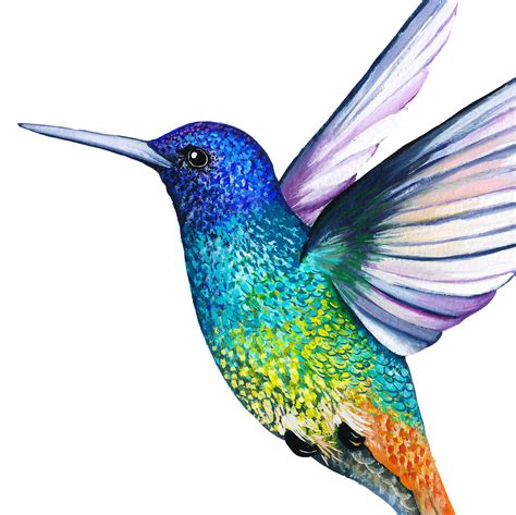 Golden Tailed Sapphire Hummingbird Print in 2021 | Hummingbird illustration, Hummingbird drawing ...