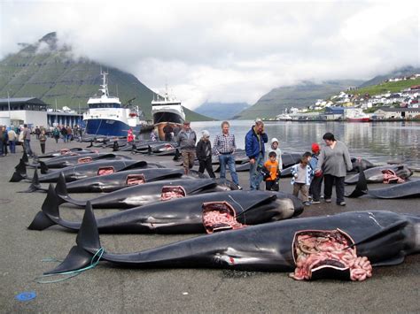 "Whale Murder" in the Faroe Islands: 100 Pilot Whales Slain for ...