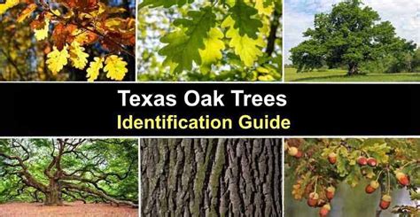 Types of Texas Oak Trees (With Pictures) - Identification Guide