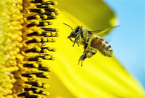 5 Health Benefits of Bee Pollen • My Honey Crate • The Local Honey ...