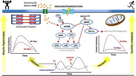 File:Muscle protein synthesis signaling cascades.jpg - Wikimedia Commons