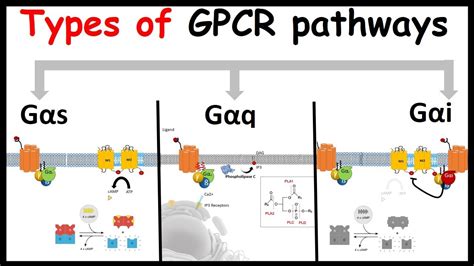 G protein coupled receptor signaling | GPCR signaling: Types of G alpha ...