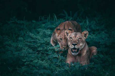 30 Stunning Examples of Wildlife Photography – Speckyboy