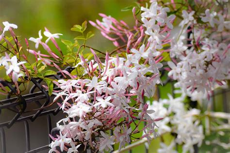 Tips for Growing Jasmine Indoors | Gardener’s Path