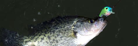 3 Best Lures For Crappie In 2024