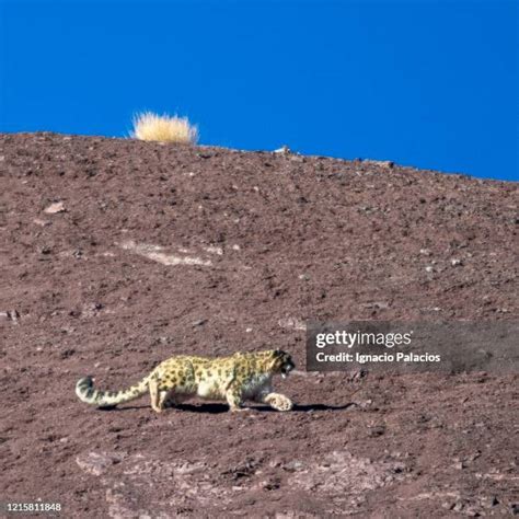 54 Snow Leopard Ladakh Stock Photos, High-Res Pictures, and Images - Getty Images