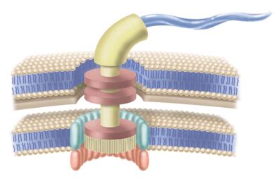 Bacterial Flagellum Structure Stacks the Case for Intelligent Design - Reasons to Believe