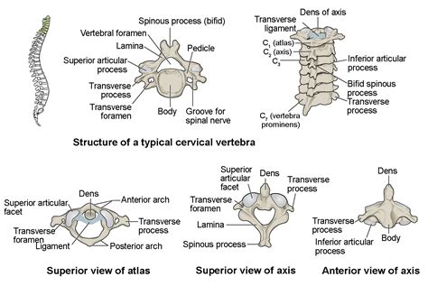 The Vertebral Column | Anatomy and Physiology I