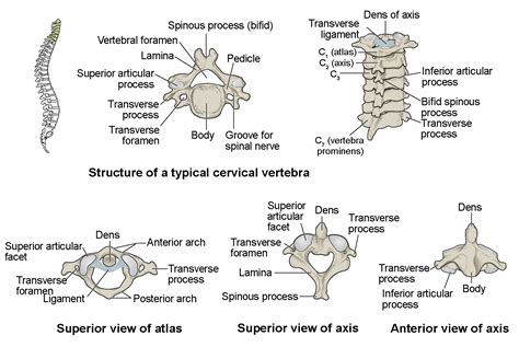 The Vertebral Column | Anatomy and Physiology I