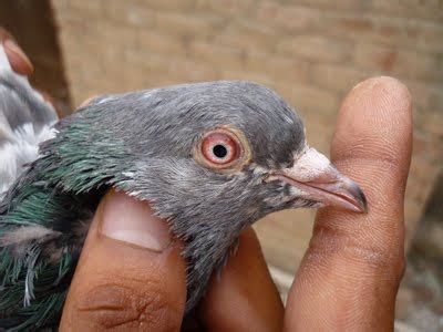 Different Colored Golden Pigeons Eyes - Pigeons Pics | Latest Pigeons | Pigeons Lovers | Kabutar ...