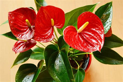 What Types of Soil and Containers are Best for Anthurium Houseplants ...