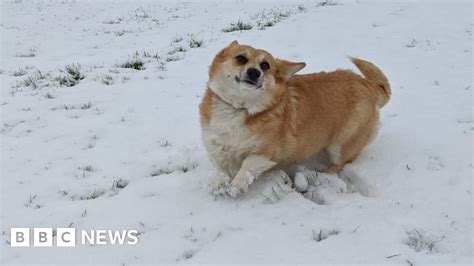 East of England wakes to freezing temperatures and snow - BBC News