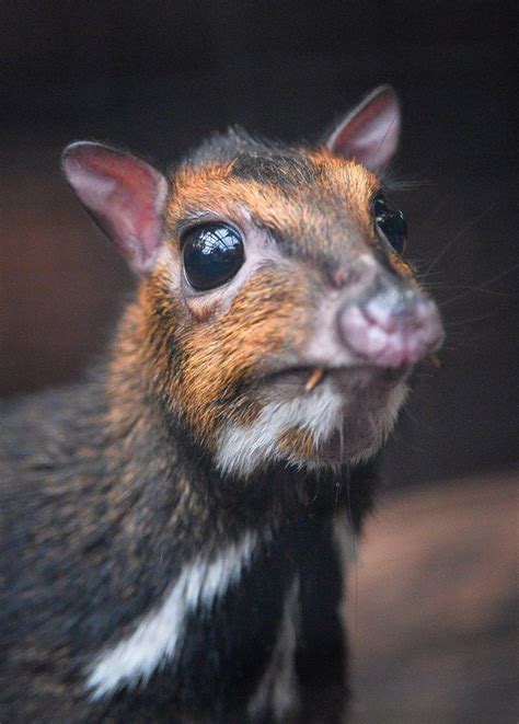 Philippine Mouse Deer at Chester Zoo http://ift.tt/2mnUg2y | Mouse deer, Cute animals, Animals