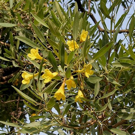 Tabebuia aurea - UF/IFAS Assessment - University of Florida, Institute ...