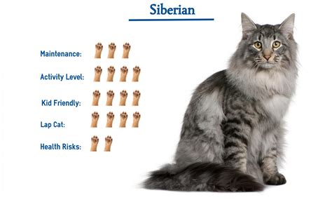 Siberian Cat Breed… Everything That You Need to Know at a Glance!