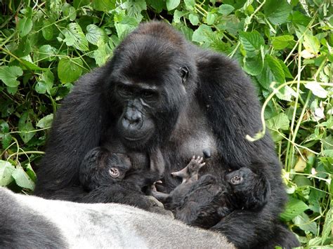 Habituated Gorilla Families In Rwanda - Safaris Rwanda Safari