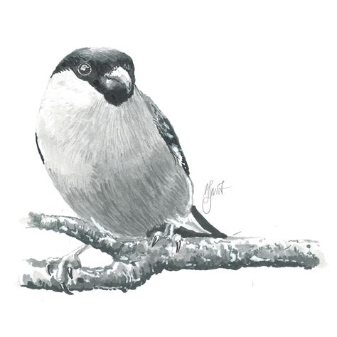 Bullfinch V - Dennis Smit. Drawing of Bullfinch/Goudvink/Pyrrhula pyrrhula. February 2016 ...